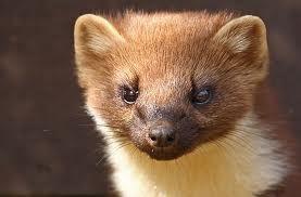 It makes its lairs in the hollows of the trees, under big rocks, caves, etc. The pine marten is active at night. It climbs very well.