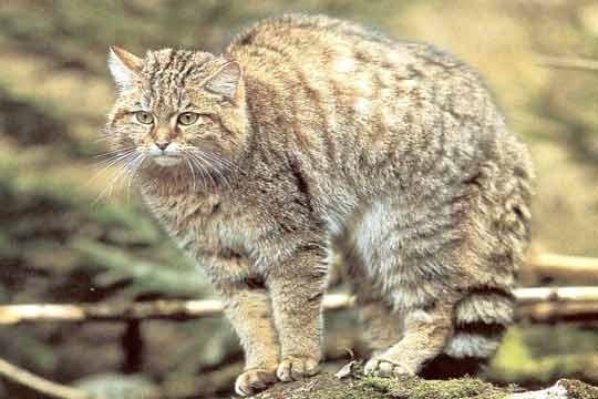 Wild cat (Felis silvestris) Дива котка The wild cat is much larger than the domestic one.