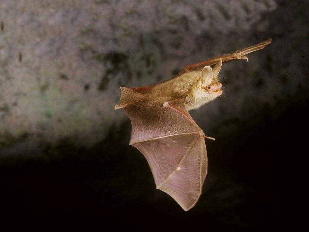 Bechstein s Bat (Myotis bechsteinii) Прилеп на Бехщайн This middle-sized bat weights 7 18 g and has body length about 50 mm.