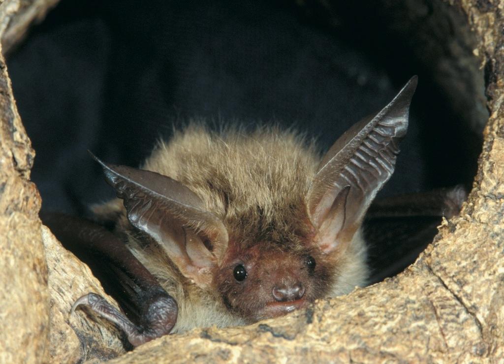 The females give birth to only one baby during the summer. The Bechstein s bat feeds mainly on non flying insects.
