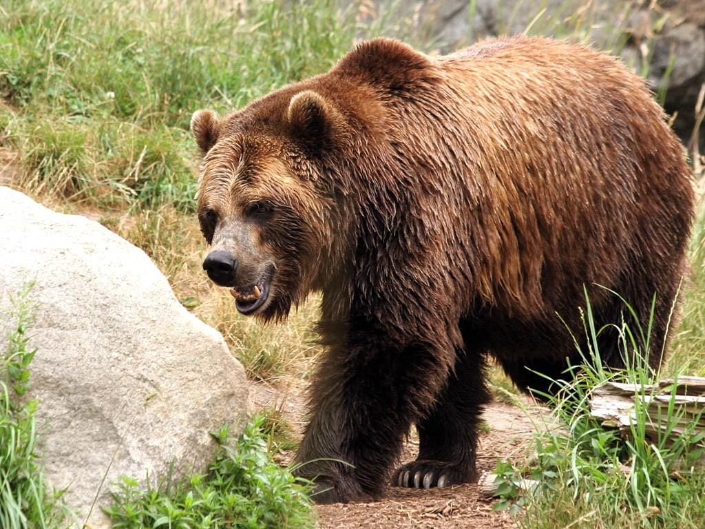 The hibernation of the brown bear during the winter is a myth only the pregnant females hibernate in the coldest winters.