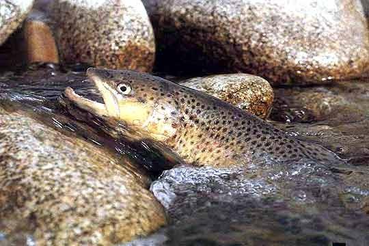 The Brown Trout spawns from the end of September to the beginning of January. During this period it swims upstream.