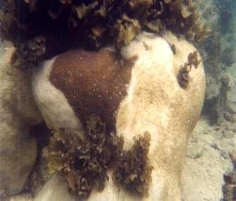 Coral Diseases - Bandless fungal disease