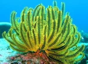 Coral Reefs in the