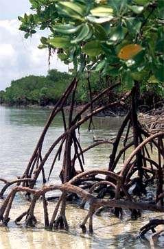 Mangrove forests Distributed along the