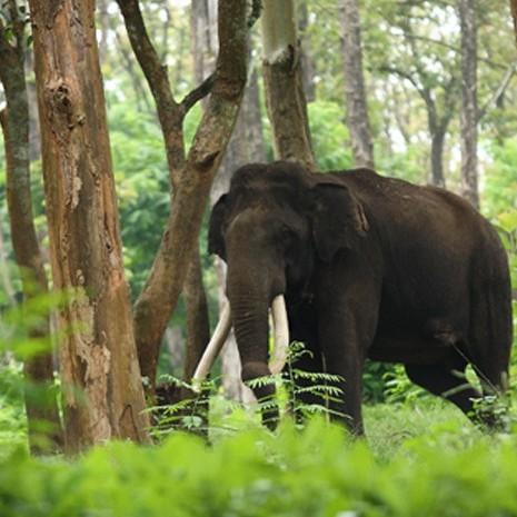Day 2 Muthanaga Wildlife Sanctuary Wayanad Today you will visit the Edakkal Caves and Muthanga Wildlife Sanctuary. This afternoon you will have free time in Wayanad. Overnight in Wayanad.