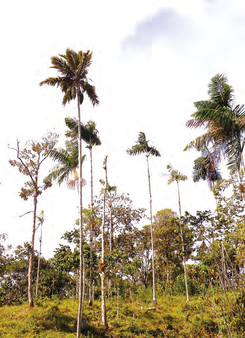 1. Ceroxylon sasaimae (foreground, left) in recently cleared forest near San Luis, Antioquia, Colombia, with Euterpe precatoria and Wettinia kalbreyeri. country s major crop plants.