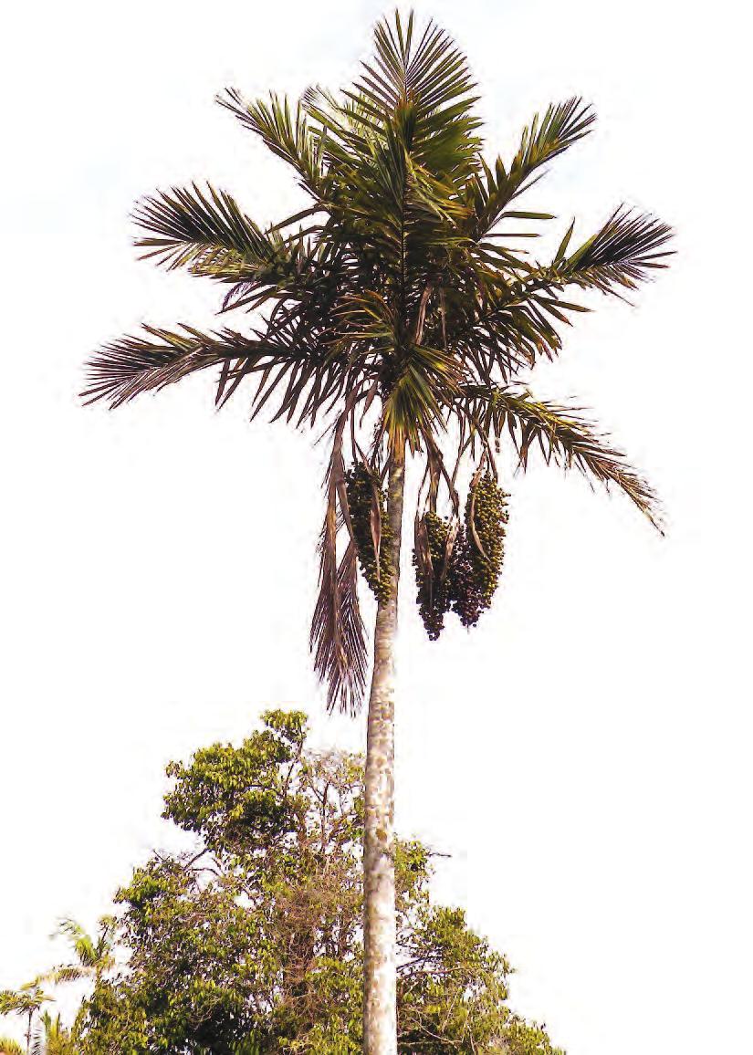 2. Crown of Ceroxylon sasaimae near San Luis, Antioquia, Colombia. 1 & 2), ca. 144 km northwest of its currently known distribution, and across the warm Magdalena River valley.