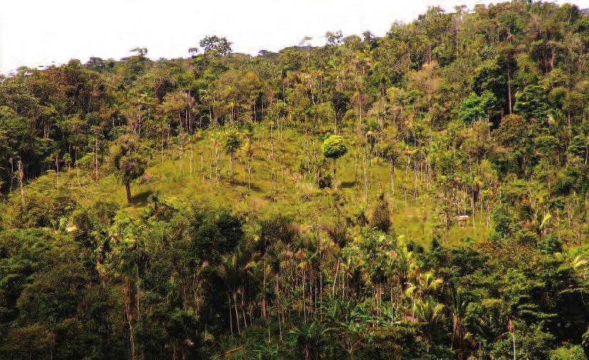 3. Forest and clearing with Ceroxylon sasaimae near San Luis, Antioquia, Colombia.