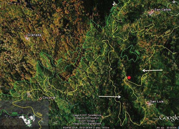 4. Google Earth image of the forest fragments where Ceroxylon sasaimae grows near San Luis, Antioquia, Colombia.