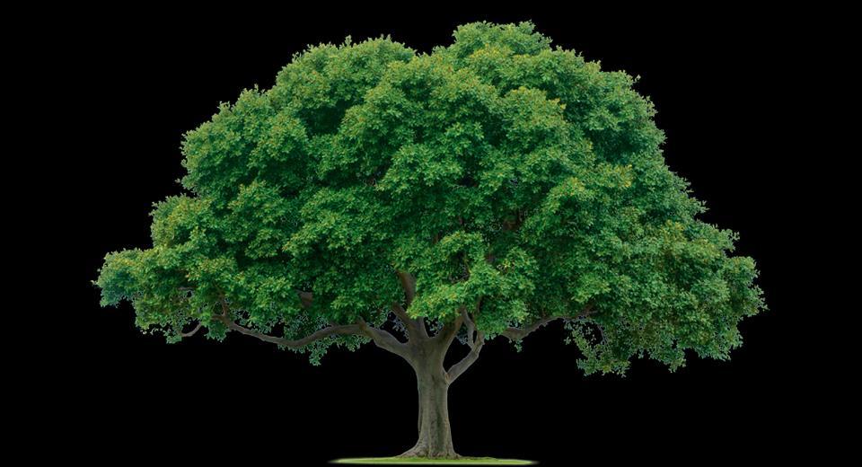 Симболичка рамка бр. 2 Легендата за големото дрво Како втора препорачана приказна која можета да ја користете при работата во вашата патрола е и Легендата за големото дрво.
