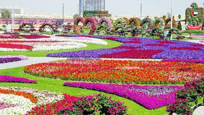 Day 5: MIRACLE GARDEN (B) Pickup Time: 9:00 AM The Miracle Garden is one of the most beautiful sites in Dubai, its lush vegetation and bright vibrant flowers and verdant green foliage contrast with