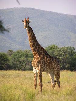Mpumalanga Tourism 8 percent of GGP In addition to the Internationally known Kruger Park there