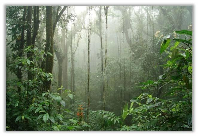 Sunday, January 6 Travel to Monteverde Cloud Forest Reserve Afternoon hike (3 hours) After breakfast together in our hotel, we ll head out by private van to the town of Santa Elena which sits between