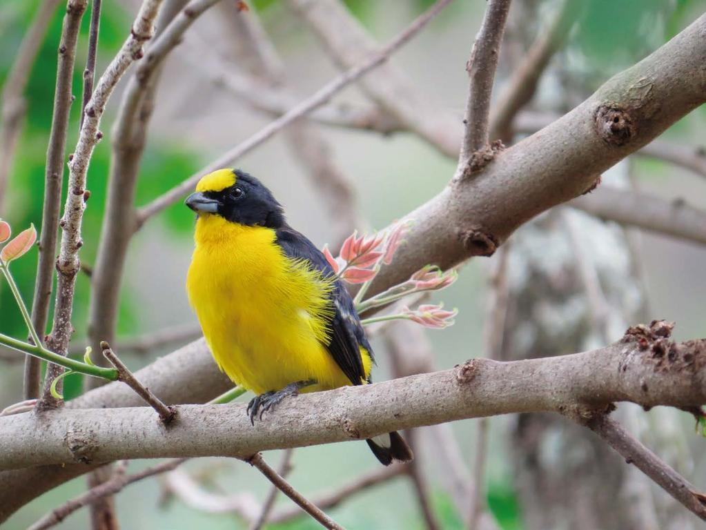 The Euphonia laniirostris is one of the birds that lives in the biodiversity