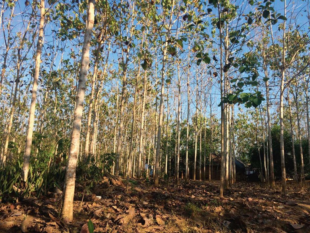 Plantation forest in San