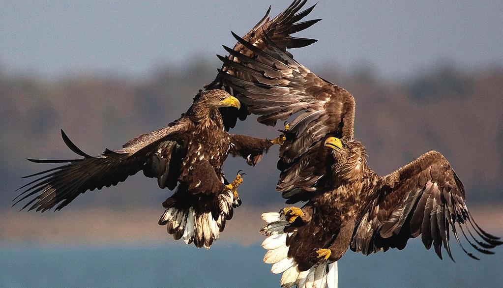 AIR The White-tailed eagle and the Dalmatian pelican are flagship species for the DANUBE FREE SKY campaign, which aims to reduce the number of collisions with power lines AIR CORRIDOR DANUBE FREE SKY