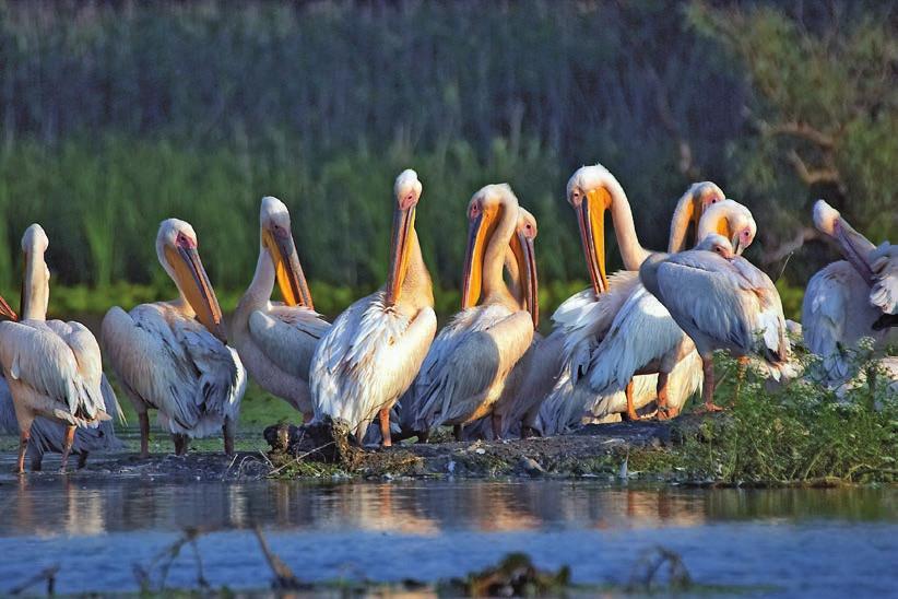 manages the Romanian section of the Danube Delta, one of the greatest wetlands on earth.