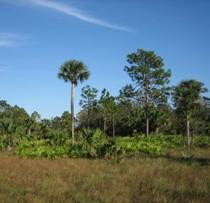 This is a landmark document for the Florida National Scenic Trail.