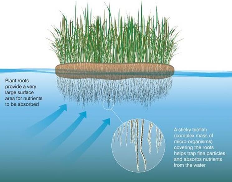 Proces odstranjevanja onesnaževal se dogaja v koreninskem sistemu rastline. Korenine obdajajo mikroorganizmi, ki so s koreninami v simbiozi.