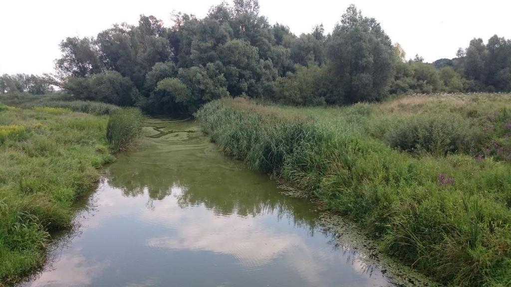 3.5.1 Rastlinstvo Rastlinstvo ob Gajševskem jezeru ni raznovrstno. Struga reke Ščavnice je brez vegetacije, prav tako bregovi jezera, le na jugovzhodu je manjši gozd.