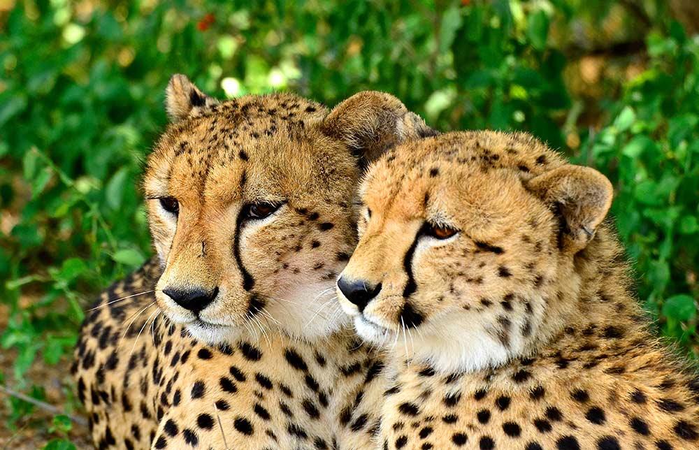 Emdoneni Cat Rehabilitation Project (ECRP) The ECRP seeks to raise awareness of the cheetah, caracal (lynx), serval and African wildcat, and their conservation through education and interaction with