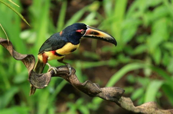 at Chichén Itzá, Cobá and Tulum Search for Spider Monkeys and Howler Monkeys Possible avian highlights include Collared Aracari,