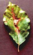 Hypoxylon nummularium Buillard ex Fries Njeno pojavljivanje nije često. Dolazi na mrtvim granama bukve. Vrlo se lako uočava po svojoj crnoj stromi koja se široko rasprostire po kori.