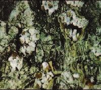 Slika 6.: Teleomorf gljive Slika 7. (Izvor: Houston and O Brien) Insekti se hrane sadržajem tkiva kore i tako induciraju promjene na kori i kambiju, što dovodi do vidljivih abnormalnosti.