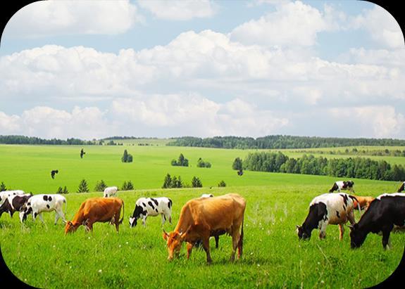 Excellent conditions for superior products Main advantages: - Long tradition in livestock breeding 50 years - History of good results in developing cooperative association between meat processing