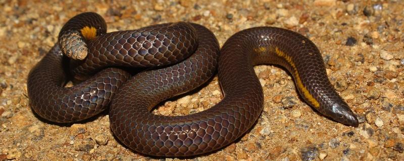 Bhupathy s shield tail Zoological Scientists have discovered a new species of shield tail snake named Bhupathy s shield tail from the Western Ghats in Tamil Nadu.
