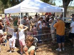 reptile show: $895 Petting