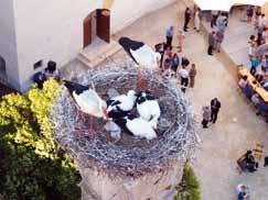 The lookout point is the ideal place to get to know Orth s storks.