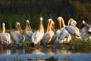 Precious natural habitats are being protected: the Danube Delta is a centre of biodiversity, with over 30 different types of habitats and any number of endangered species.