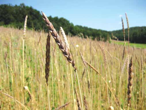 Rastlinske beljakovine primernejše od živalskih Zgodovina pšeničnih beljakovin kitajski enciklopediji o poljedelstvu iz leta 535 je zapisan recept za V izdelavo izredno okusnih zrezkov, in sicer tako