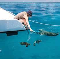 and Kayak hire from $17 per day Fishing gear hire Introductory SCUBA dive SCUBA gear hire Great Barrier Reef trips Helicopter and seaplane flights Security car parking Onshore accommodation before
