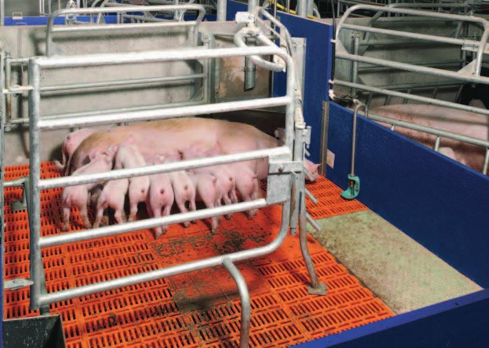 The front part of the cover can Pen with 4-foot crate and cast iron slat beneath the sow and integrated plastic heating plate for the piglets 4-foot crate with cast iron slat beneath the sow and