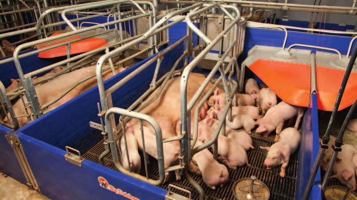 It can be cleaned easily and can be combined with solid plates, cast iron slats and heating plates for pig - lets. Depending on the housing concept the crates can be arranged straight or diagonal.