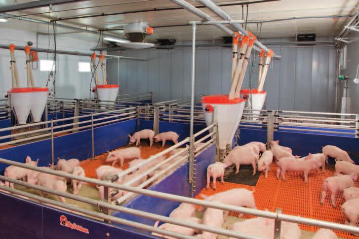 Piglet rearing Housing and feeding systems Big Dutchman piglet rearing pens are equipped either completely or partially with our animal-friendly and anti-slip plastic