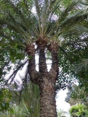 branched palm trees that sprout from the