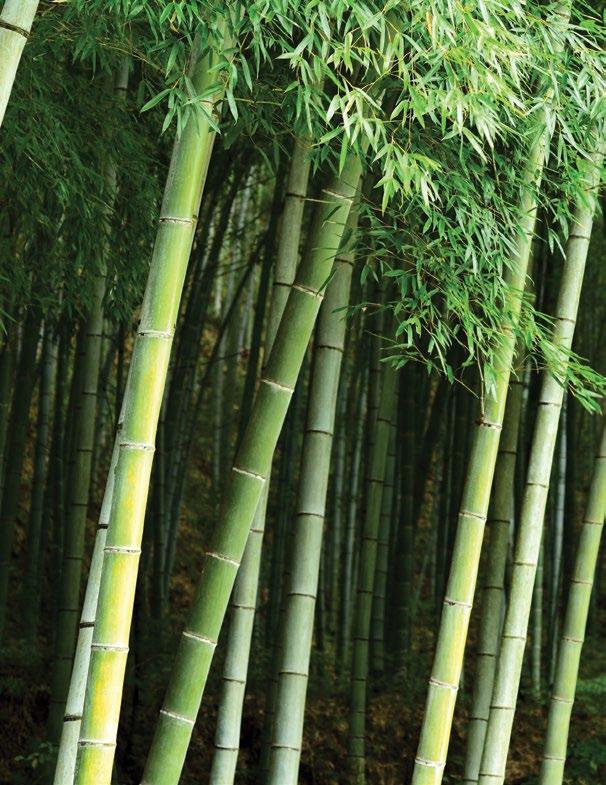 BAMBOO SUSTAINABLE HARDWOOD SUBSTITUTE SiteScapes is excited to offer laminated composite bamboo as a sustainable hardwood option for all Ipe and