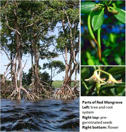 Mangroves in Guyana Guyana currently has 22,632 hectares of