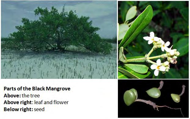 Avicennia germainas (black mangrove) and Laguncularia