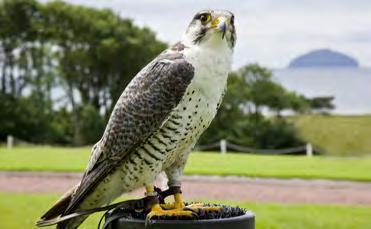 falconry At Turnberry, experience magnificent birds of prey at close quarters in their natural surroundings. A falconry session is a first class, hands-on and interactive bird of prey demonstration.