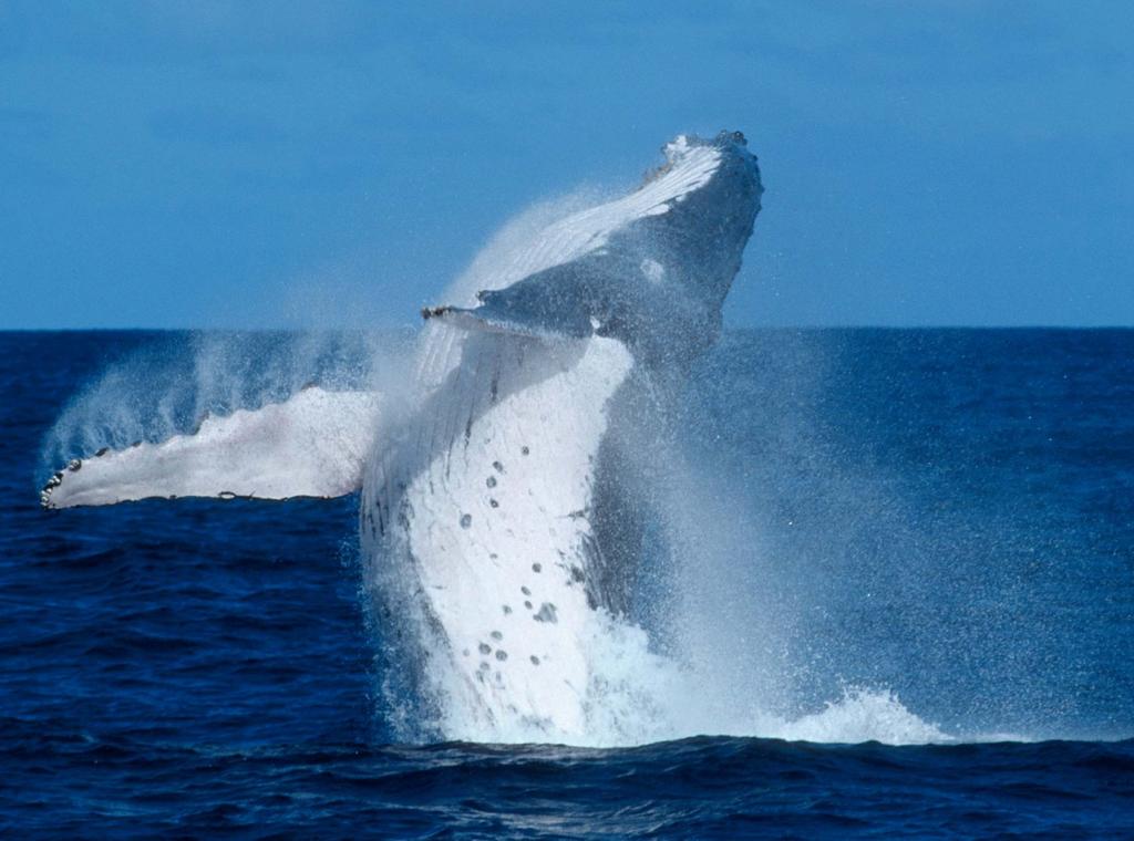 Whale Watching Tourism in the