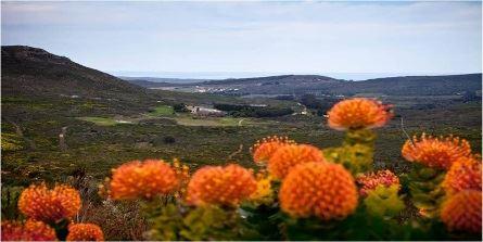 Hike the Fynbos Trail Sales & Marketing Director for Welcome Tourism Services, Alessandra Allemann, suggests a hike along the Fynbos Trail through coastal and mountain fynbos.