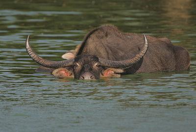 Oh! The scary horns. Are they real ones? Why not when they are the horns of wild water buffaloes. The Koshi Tappu is the protected area of the rare wild water buffaloes, Arna (Bubalus arnee).