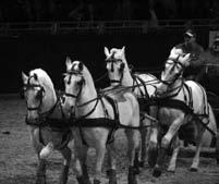 EQUITANA Vse poti vodijo v essen piše: Mojca Ogriz Equitana velja za največji konjeniški sejem na svetu. Odvija se vsako drugo leto v nemškem mestu Essen. Letos je potekal od 14. do 22 marca. Na 110.