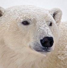 BEARS OF CHURCHILL TOWN & TUNDRA ENTHUSIAST DEPARTURES FROM SEPTEMBER 25 NOVEMBER 14, 2018 Duration: 6 days Tour Stars & Ends: Winnipeg, Manitoba Cost: $6,499 cad + 9% tax Credit Card Price: $6,759