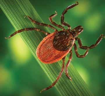 Protect Yourself from All Tick Bites Apply an appropriate tick repellent, containing either DEET or Icaridin, to both clothing and exposed skin.